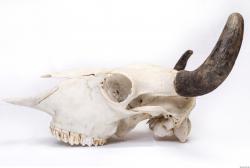 Photo Reference of Animal Skull